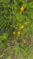 Sidneya