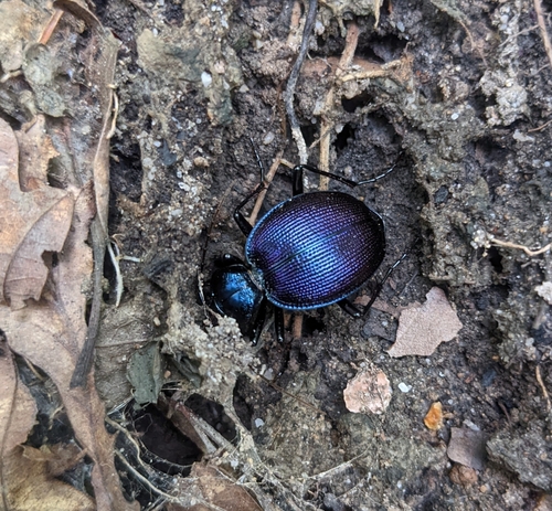 Bereft Snail-eating Beetle photo 4