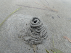 Abarenicola pacifica