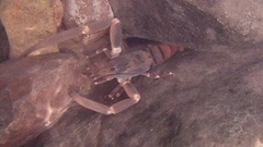 Macrobrachium carcinus