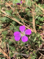 Geranium potentillifolium