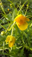 Ranunculus fallax