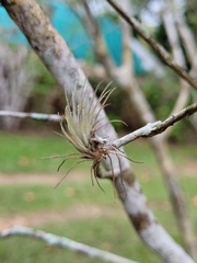 Tillandsia balbisiana