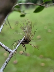 Tillandsia balbisiana