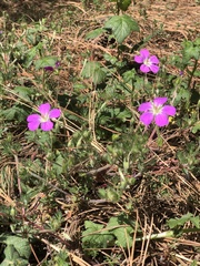 Geranium potentillifolium