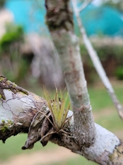 Tillandsia balbisiana