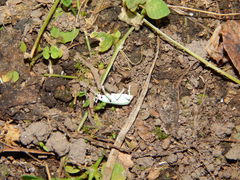 Compsus viridivittatus