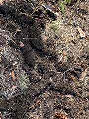 Thomomys talpoides