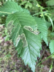 Agromyza aristata
