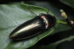 Campsosternus auratus