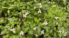 Houttuynia cordata