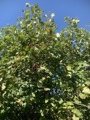 Crataegus corusca