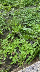 Gamochaeta americana