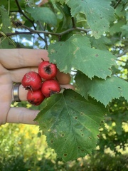 Crataegus corusca