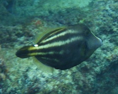 Cantherhines pullus