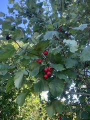 Crataegus corusca