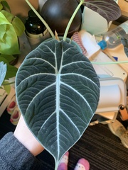 Philodendron gloriosum