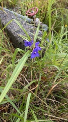 Tradescantia virginiana