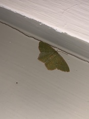 Thalera pistasciaria