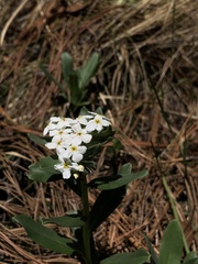 Lithospermum distichum