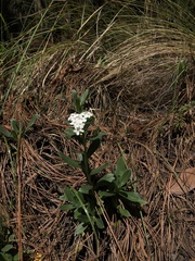 Lithospermum distichum