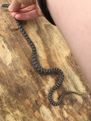 Pantherophis ramspotti