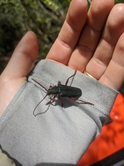 Elateropsis scabrosus