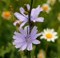 Cichorium intybus