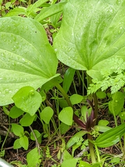 Trillium petiolatum