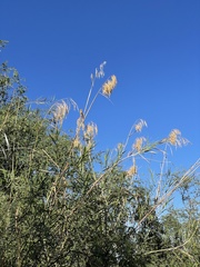 Phragmites australis berlandieri
