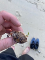 Metacarcinus edwardsii