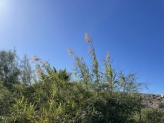Phragmites australis berlandieri