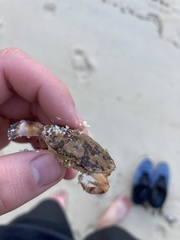 Metacarcinus edwardsii