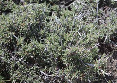 Cercocarpus ledifolius