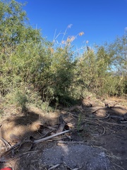 Phragmites australis berlandieri
