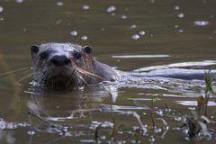 Lontra canadensis pacifica
