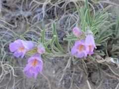 Penstemon auriberbis