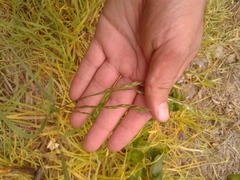 Bromus pitensis