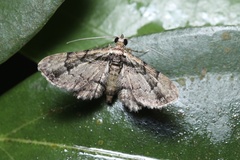 Mnesiloba eupitheciata