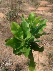 Curatella americana