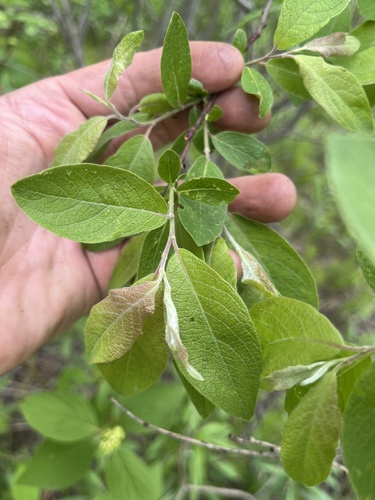 Salix bebbiana nuotrauka