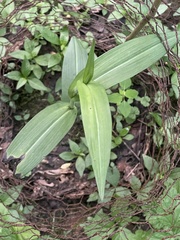 Platanthera peramoena