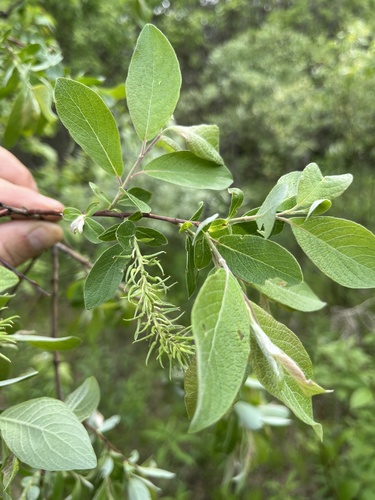 Salix bebbiana nuotrauka