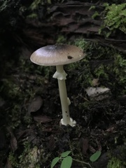 Amanita solaniolens