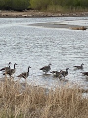 Branta canadensis
