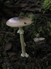 Amanita solaniolens