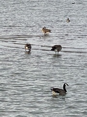 Branta canadensis