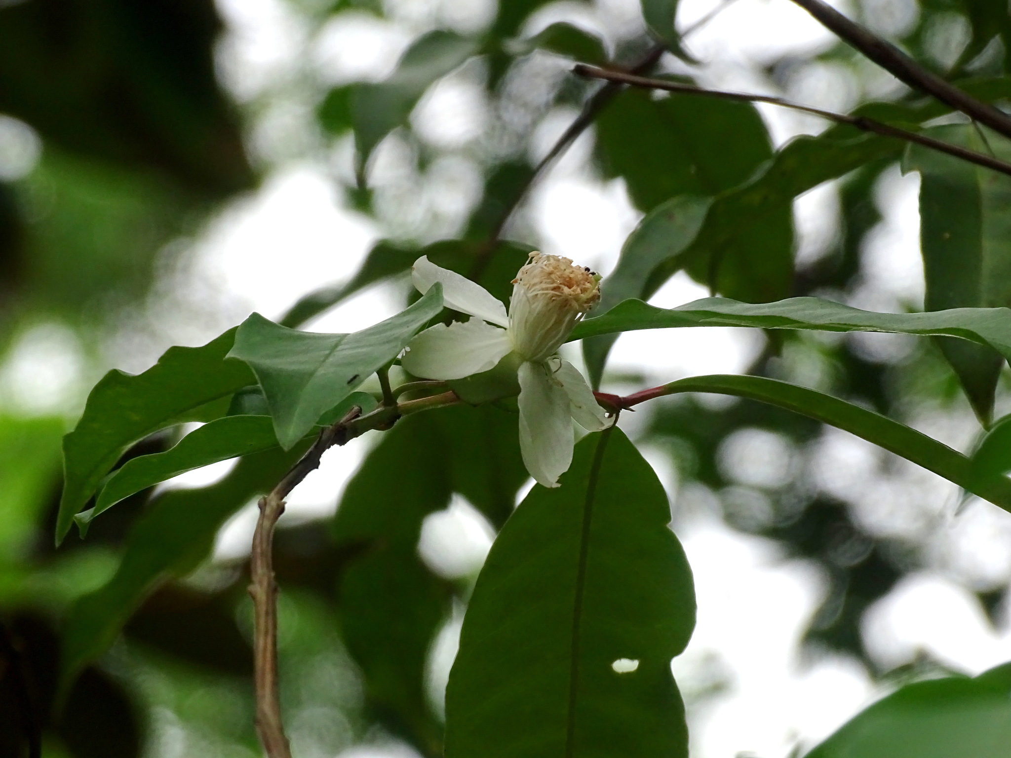 Wild Guava (Psidium friedrichsthalianum)