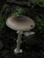 Amanita solaniolens