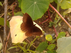 Panyapedaliodes drymaea